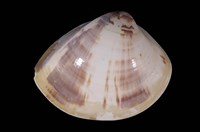 藏品(文蛤)的圖片